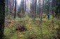 To cover the mass grave in the Kunigiškiai forest, the diggers used soil by digging another pit next to it © Katherine Kornberg - Yahad-In Unum
